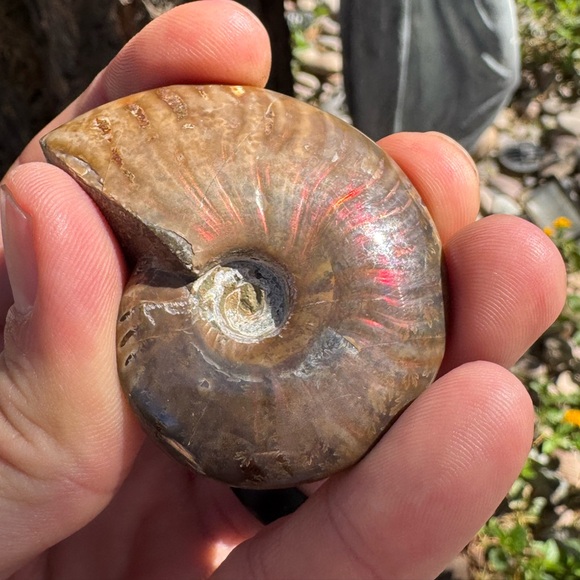 Polished Ammonite Fossil with Iridescent Red Sheen (Madagascar) - Picture 3 of 6